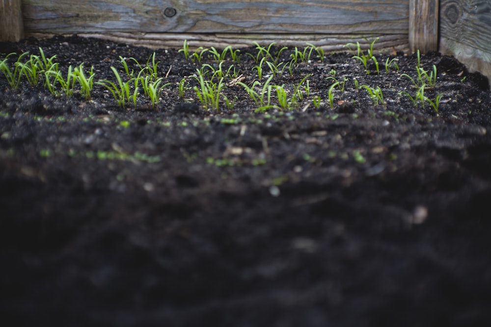 piante a foglia verde su terreno nero durante il giorno