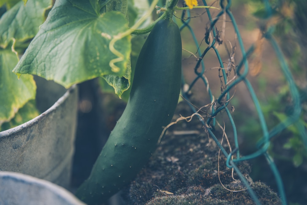 photo of cucumber