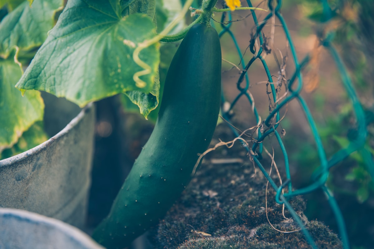 Raised Garden Bed With Fence: A Winner Combo For Your Home!