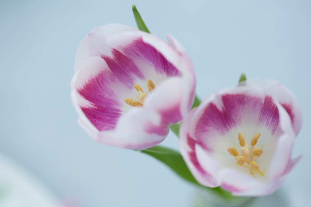 white-and-purple flowers