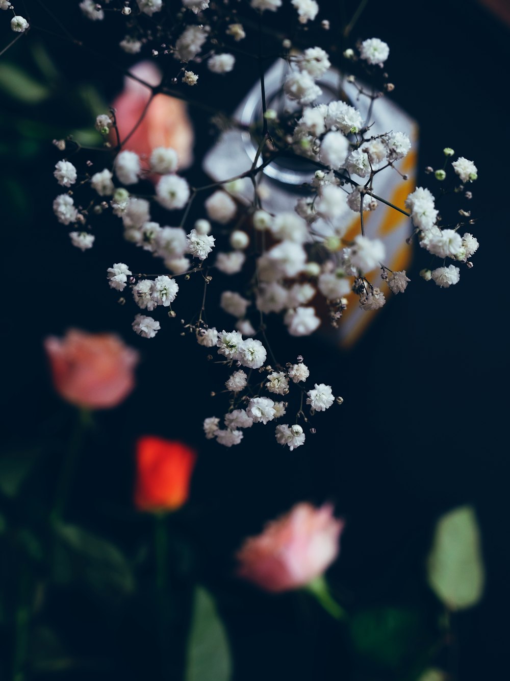 Photographie à mise au point peu profonde de fleurs à pétales blancs