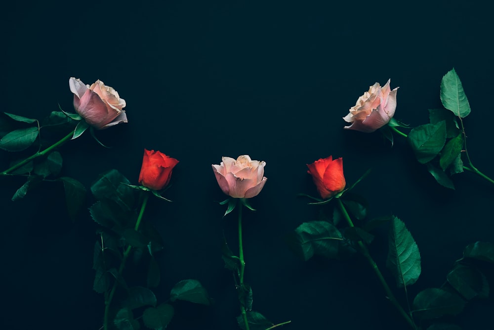 Vista dall'alto di due rose rosse e tre rose rosa su superficie nera