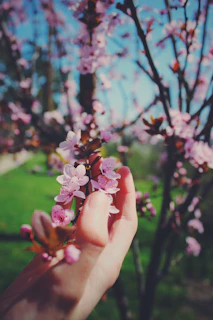 A model gracefully holding a sakuraluxe handbag, framed by a softly blurred cherry blossom tree.