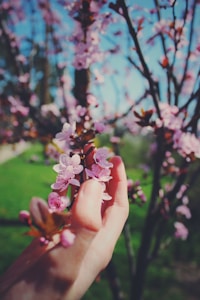 Blossom Kiss