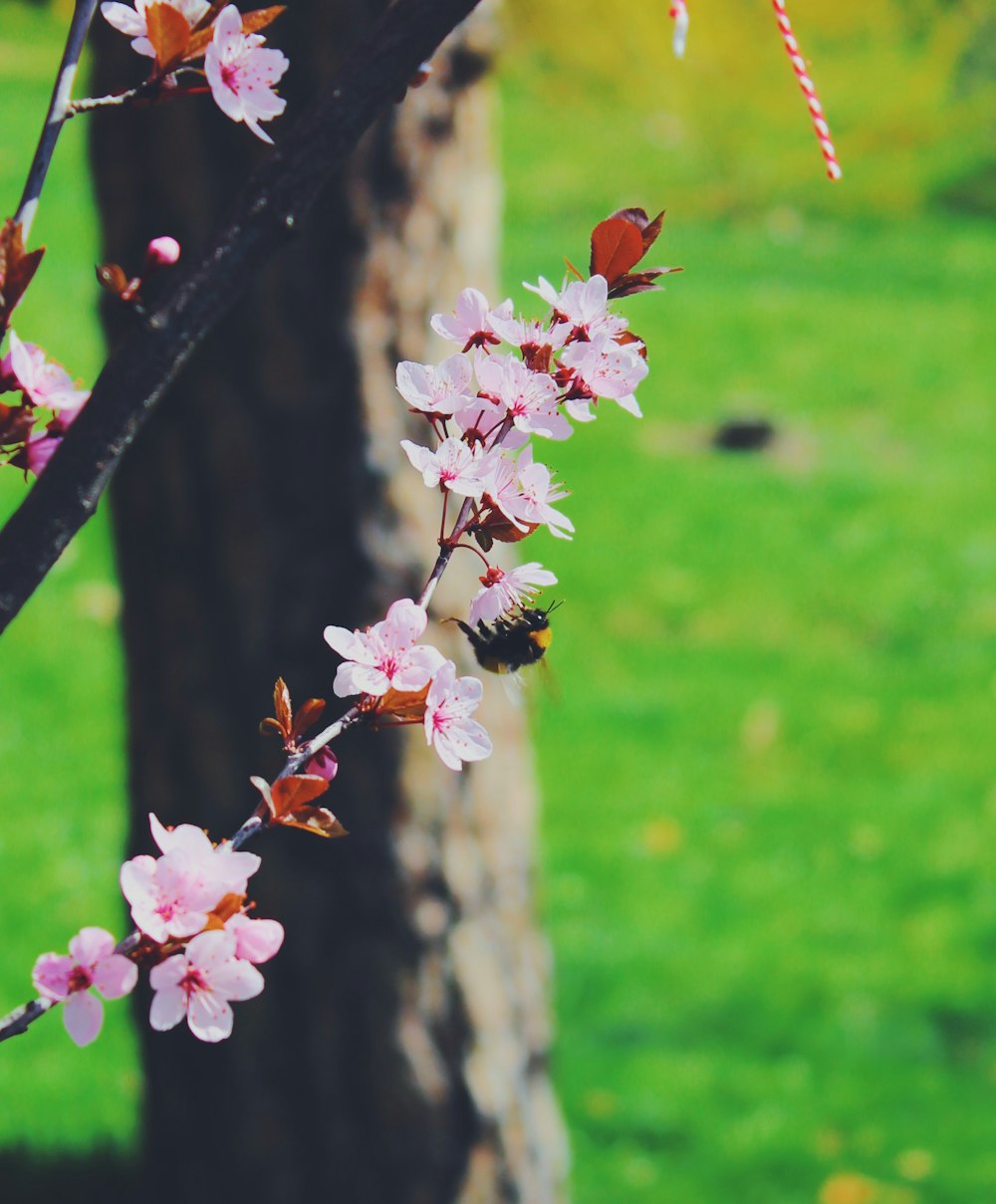 closeup photo of pink petaled flowers