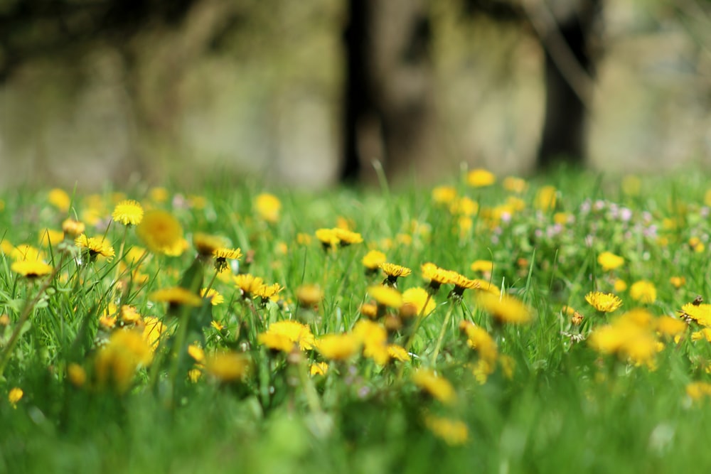 bed of yellow petaled flowers