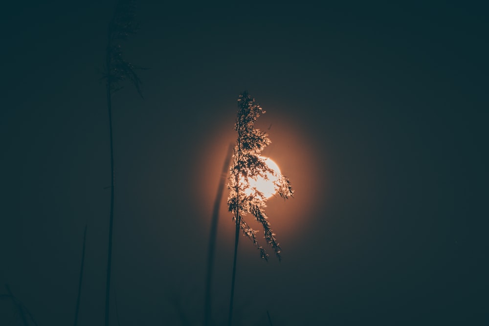 silhouette of plant during night time