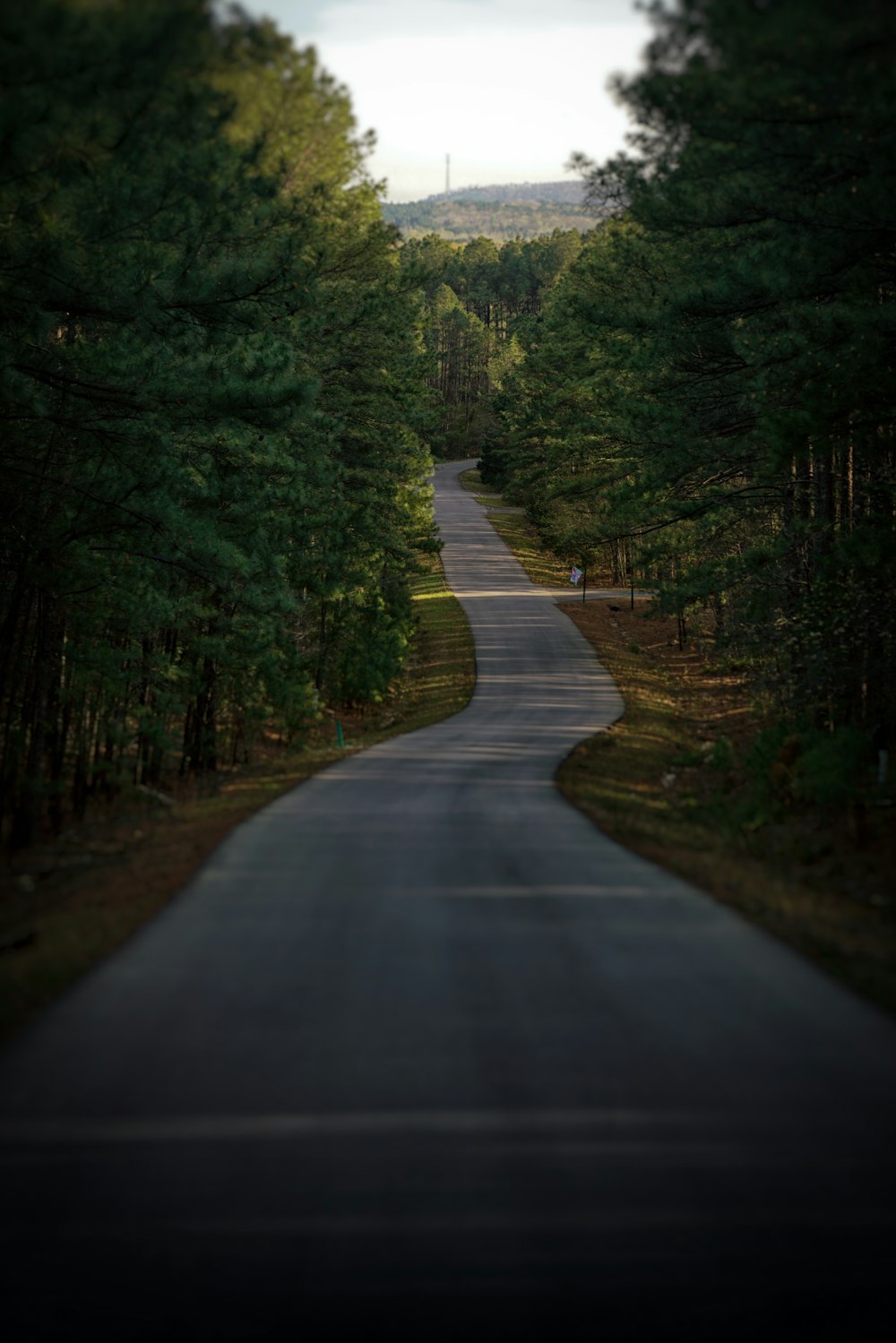 grey asphalt road between trees during daytime