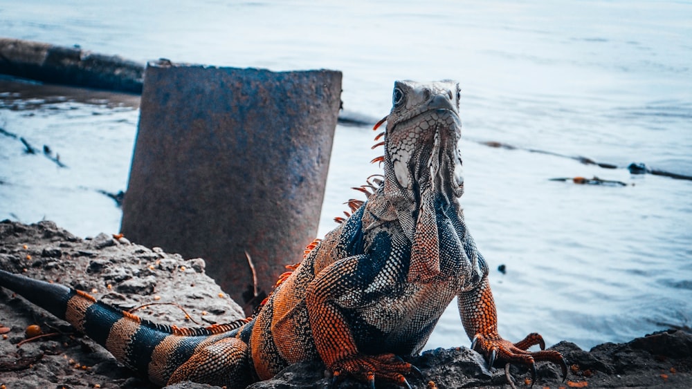 orange and black lizard on rock over body of water