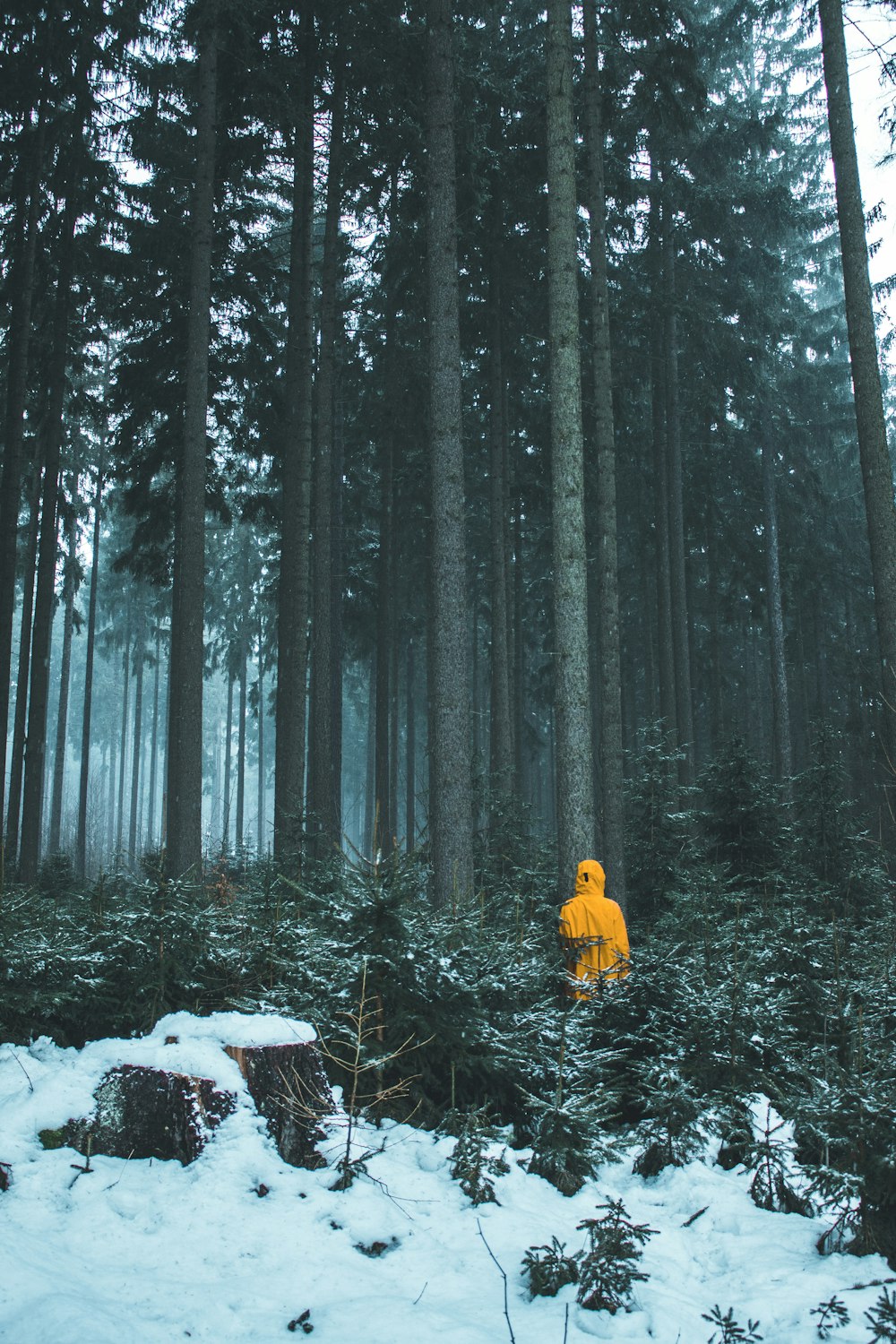 person in yellow hoodie in woods during daytime