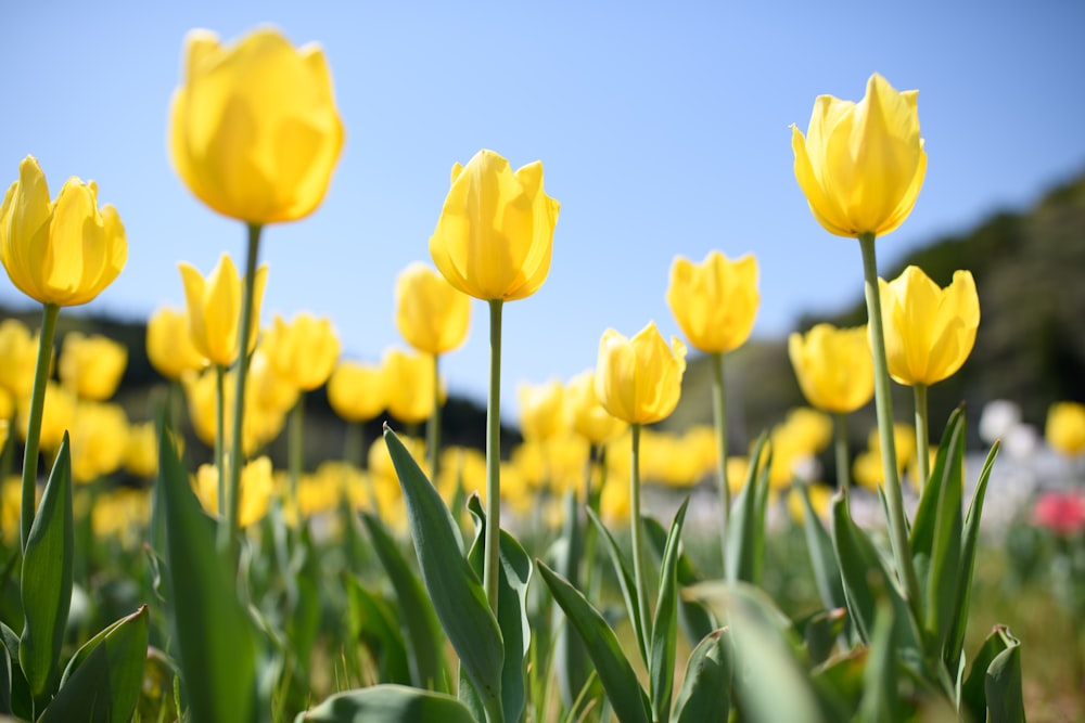 yellow petaled flowers