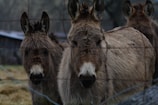 A group of micro mini donkeys playing together near a wooden fence.