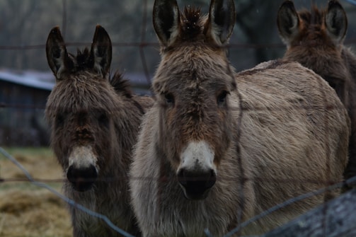 A group of micro mini donkeys playing together near a wooden fence.