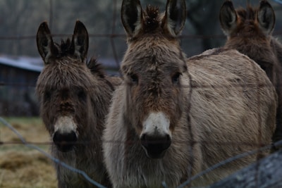 A group of donkeys stands closely together behind a wire fence. The two donkeys in the foreground have shaggy, light brown fur and are looking directly at the camera with a curious expression. Their ears stand upright, and the background features a blurred landscape, suggesting an outdoor, rural setting.
