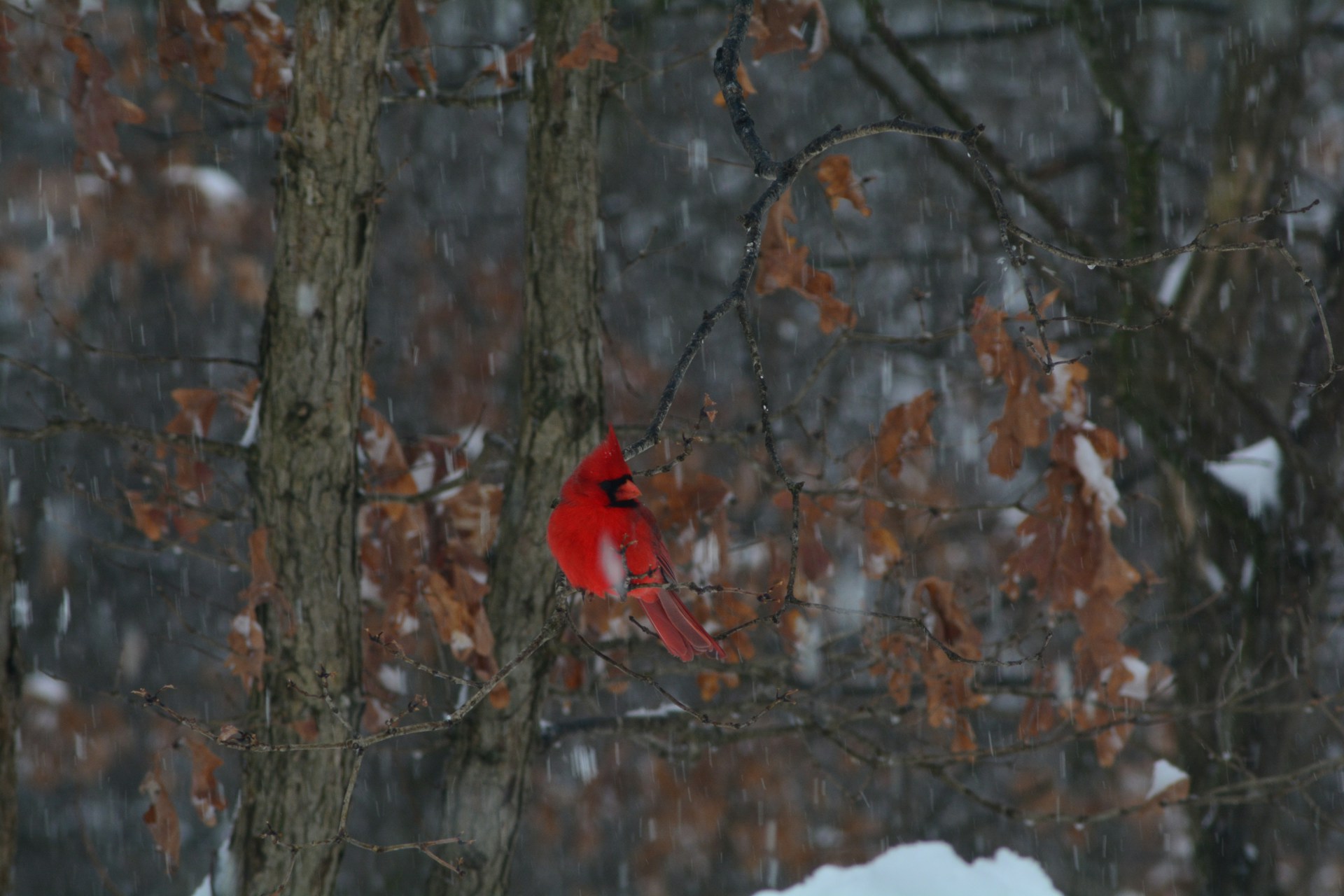 A vibrant close-up of a bright red cardinal perched on a snow-dusted branch, its feathers glowing against a soft winter background.