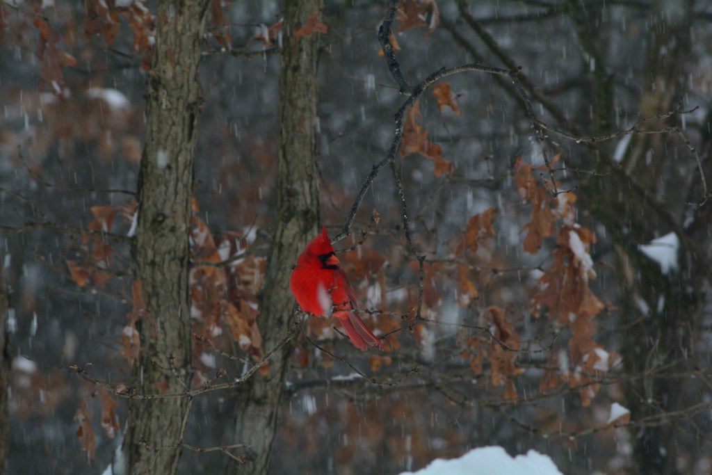 Winter Cardinal