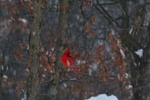Winter Cardinal