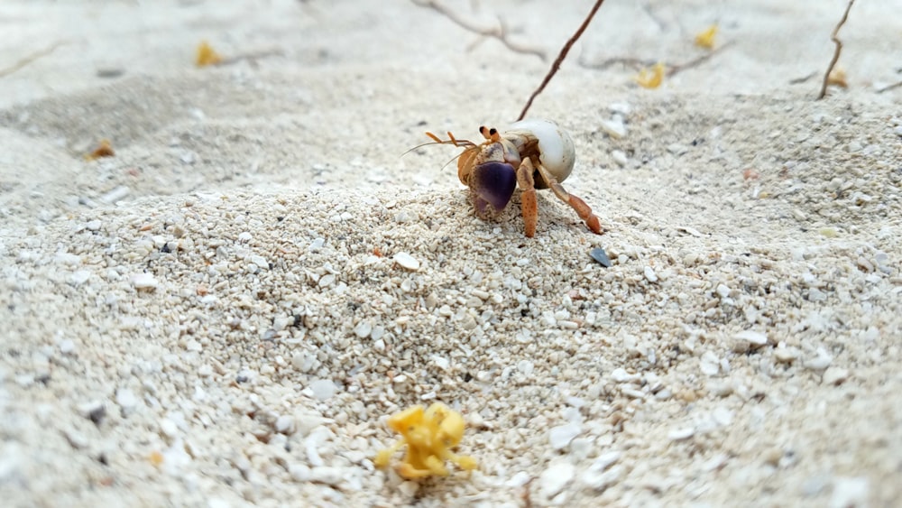 gray and brown hermit crab on gray sand