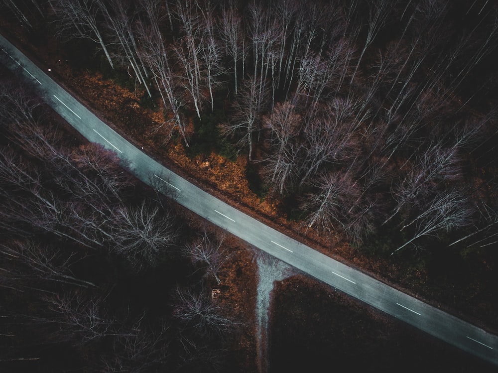 aerial view photography of road and trees