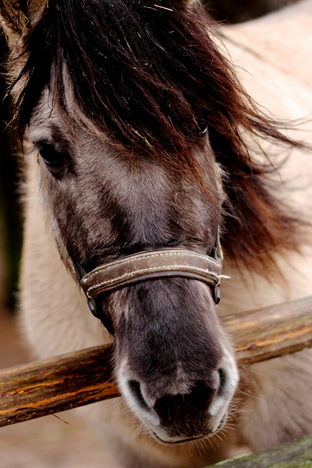 brown horse inside stable during daytime