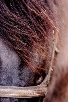 Close-up of a handcrafted horse neck collar made with soft, high-quality materials.