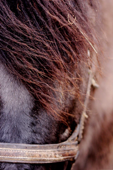 Close-up of a beautifully crafted horse bridle with the traléo logo embossed.
