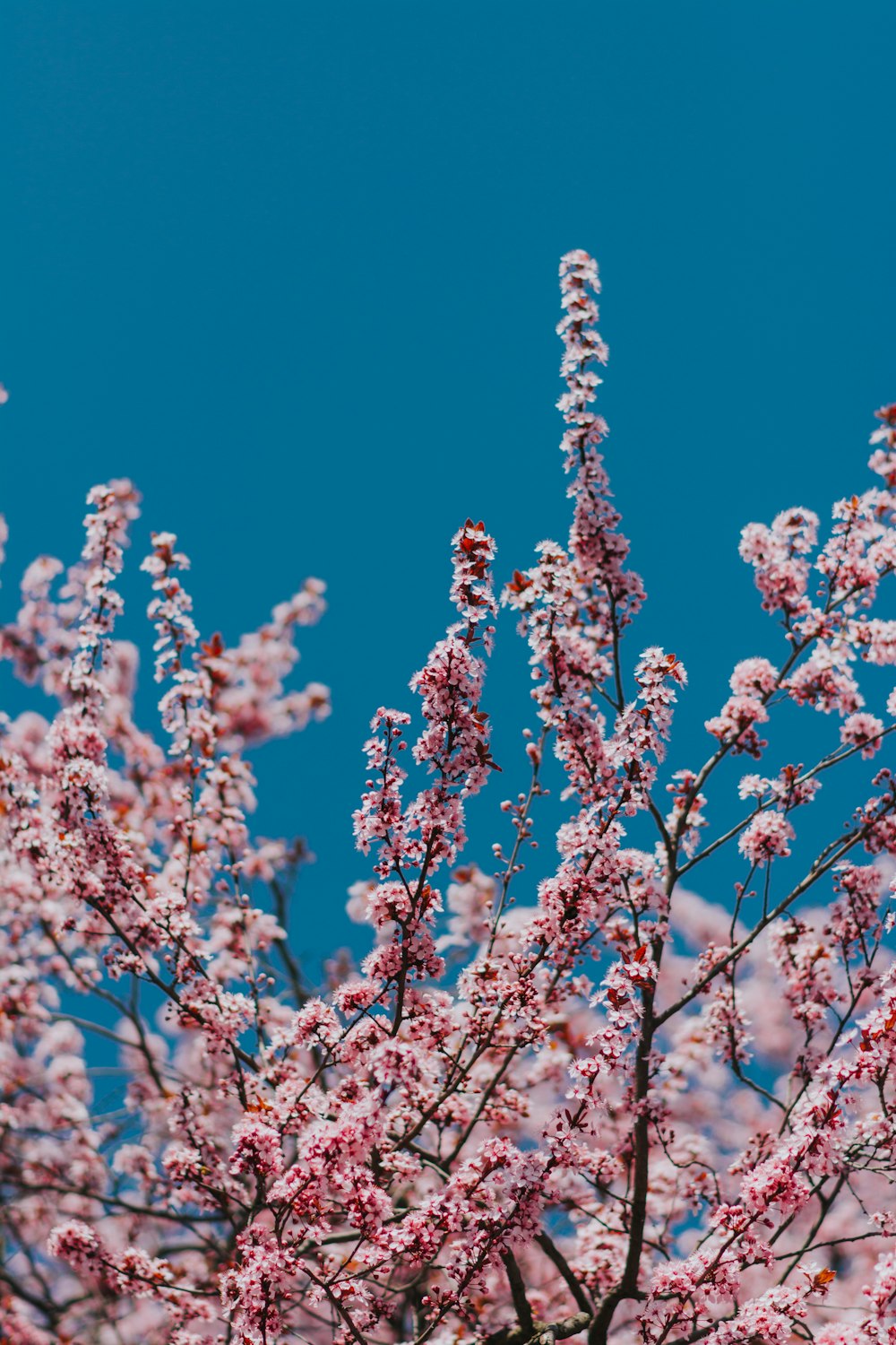 昼間は晴れた下のピンクの桜の木