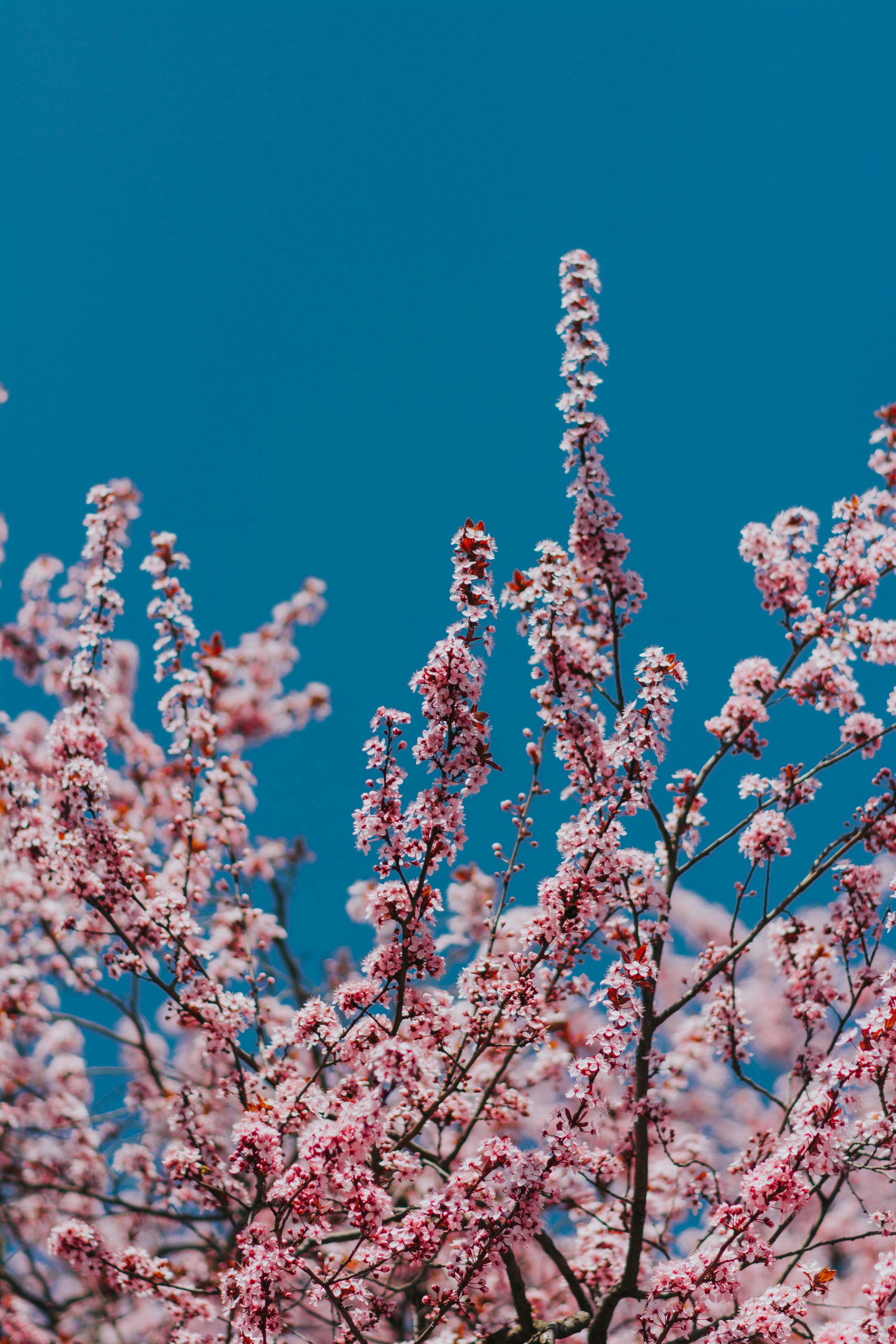 pink cherry blossom tree under clear during daytime