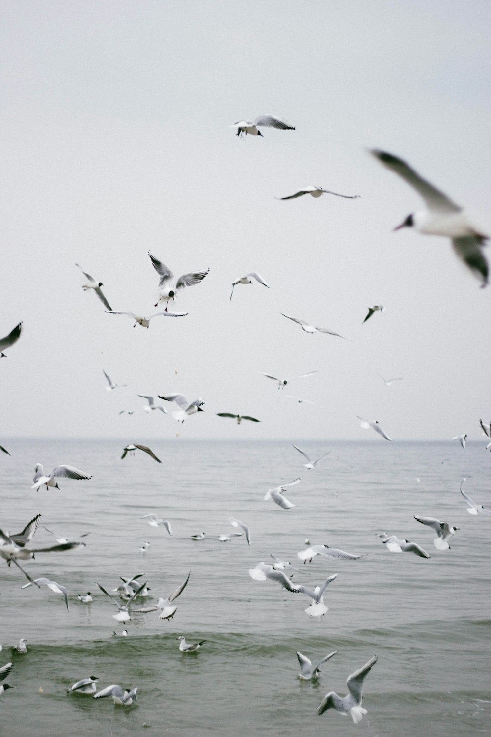 flock of birds flying on midair