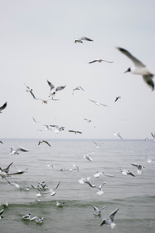 photo of Gdynia Ocean near Neptune's Fountain