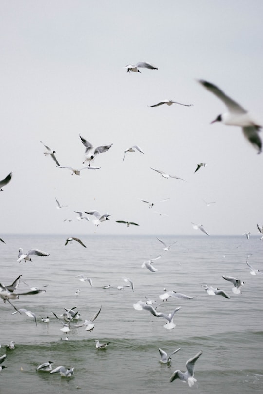 flock of birds flying on midair in Gdynia Poland