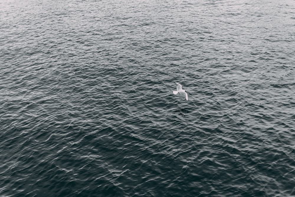 fotografia aérea de pássaro branco voando sobre o corpo de água durante o dia