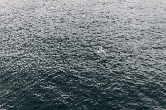 aerial photography of white bird flying over body of water at daytime in Astrup Fearnley Museum of Modern Art Norway