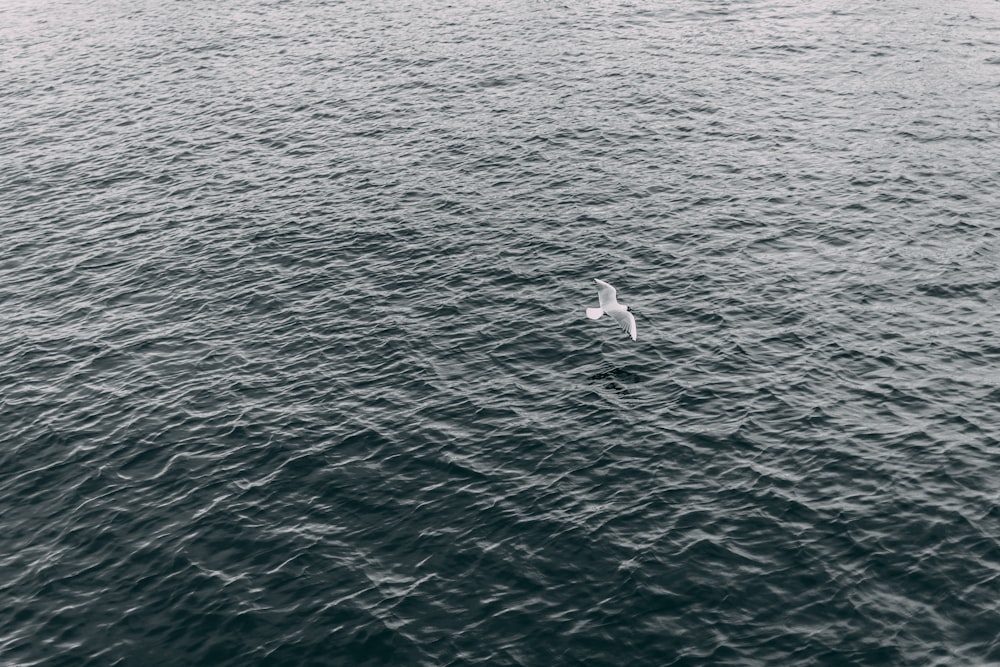 aerial photography of white bird flying over body of water at daytime