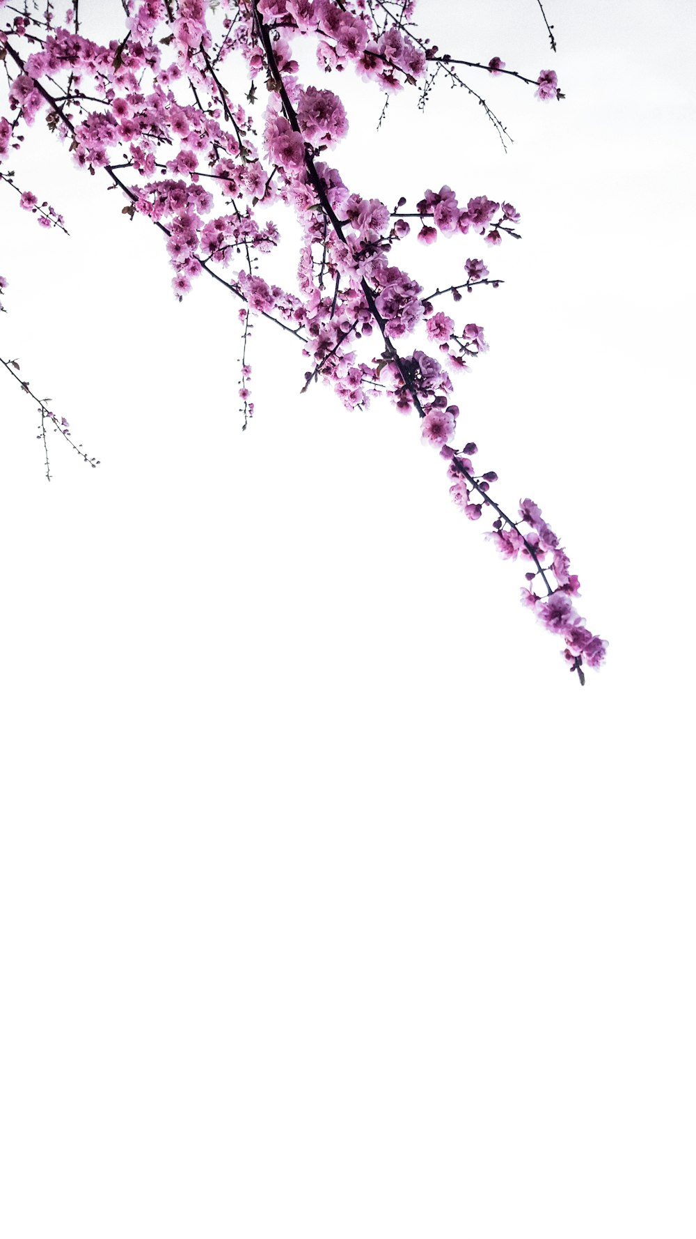 紫色の花の木