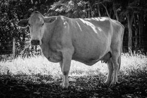 A large cow stands on a grassy area surrounded by trees, with dappled sunlight creating shadows on its body. The scene has a natural and serene setting, emphasizing the rural environment.