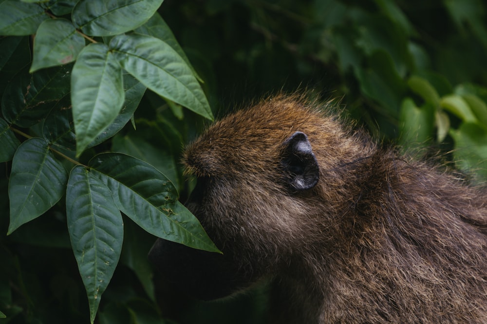 brown monkey looking at leaves