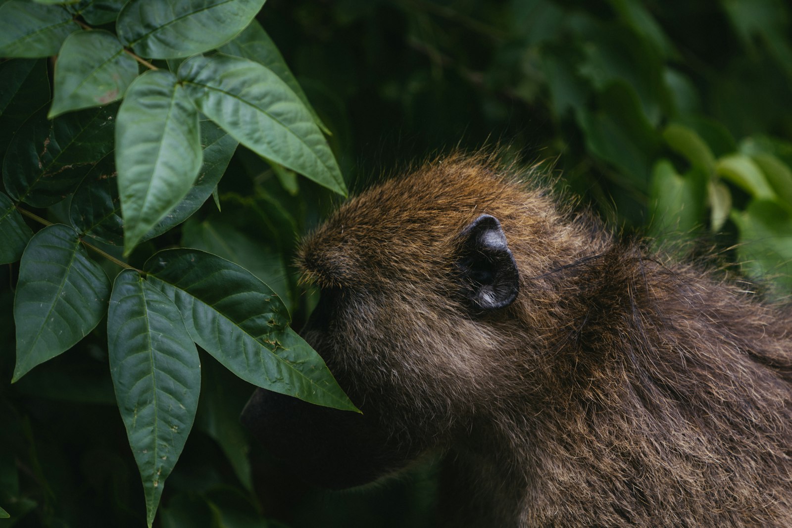 Sony FE 100-400mm F4.5-5.6 GM OSS sample photo. Brown monkey looking at photography