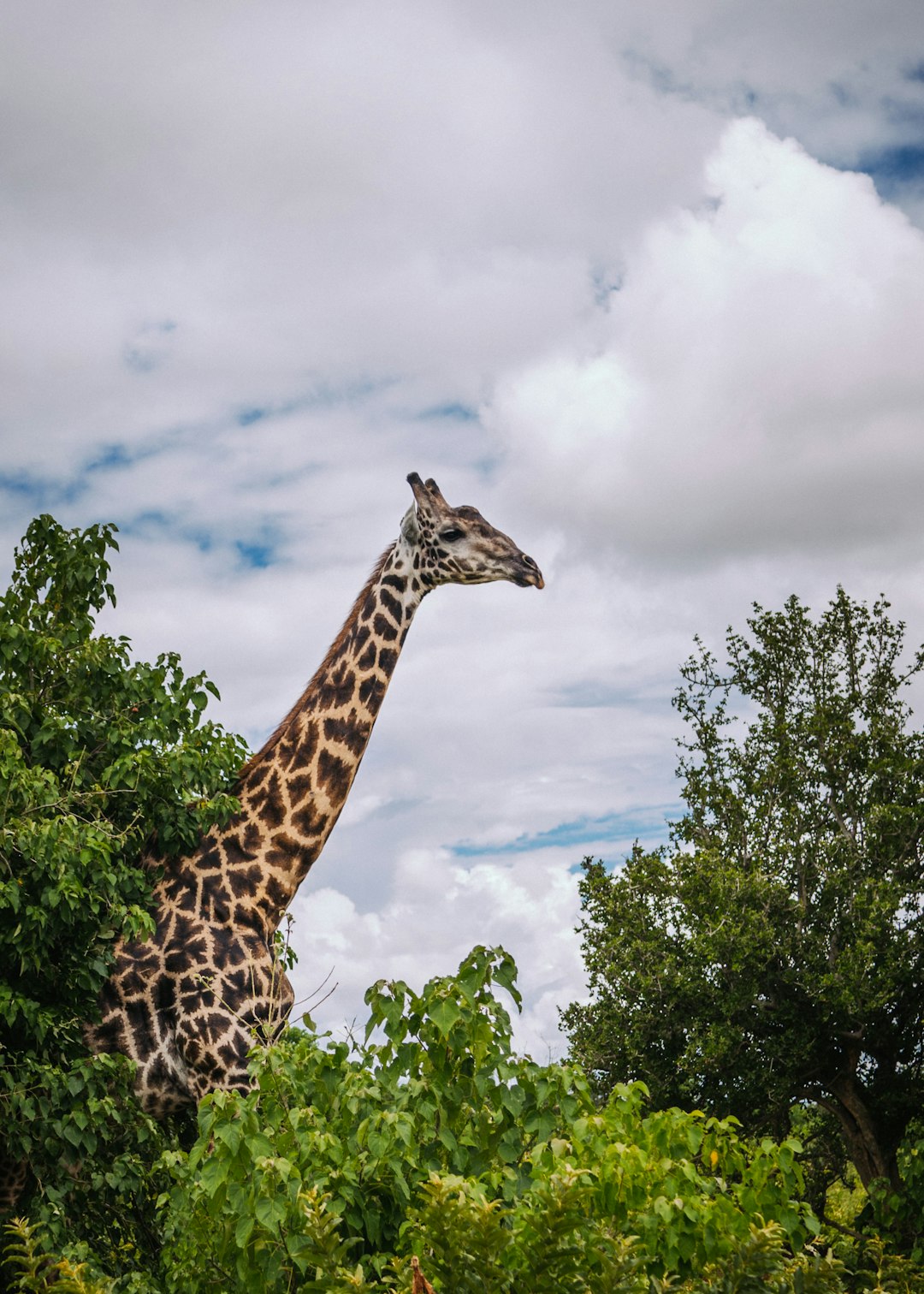 Ecoregion photo spot Chobe National Park Botswana