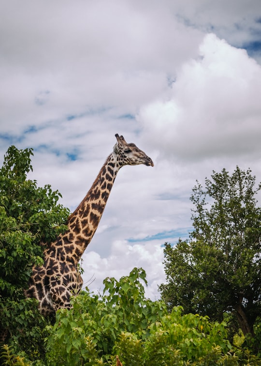 giraffe surround with trees in Chobe National Park Botswana