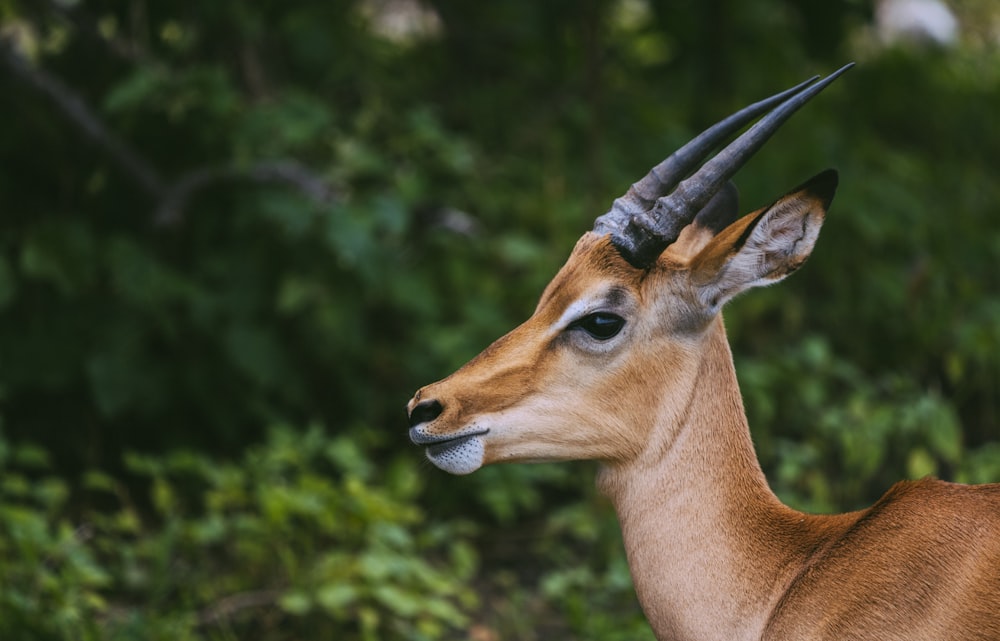 Flachfokusfotografie von Rentieren in der Nähe von Bäumen