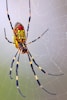 Spider Control Auburn Ga