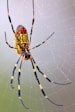 Spider Control Auburn Ga