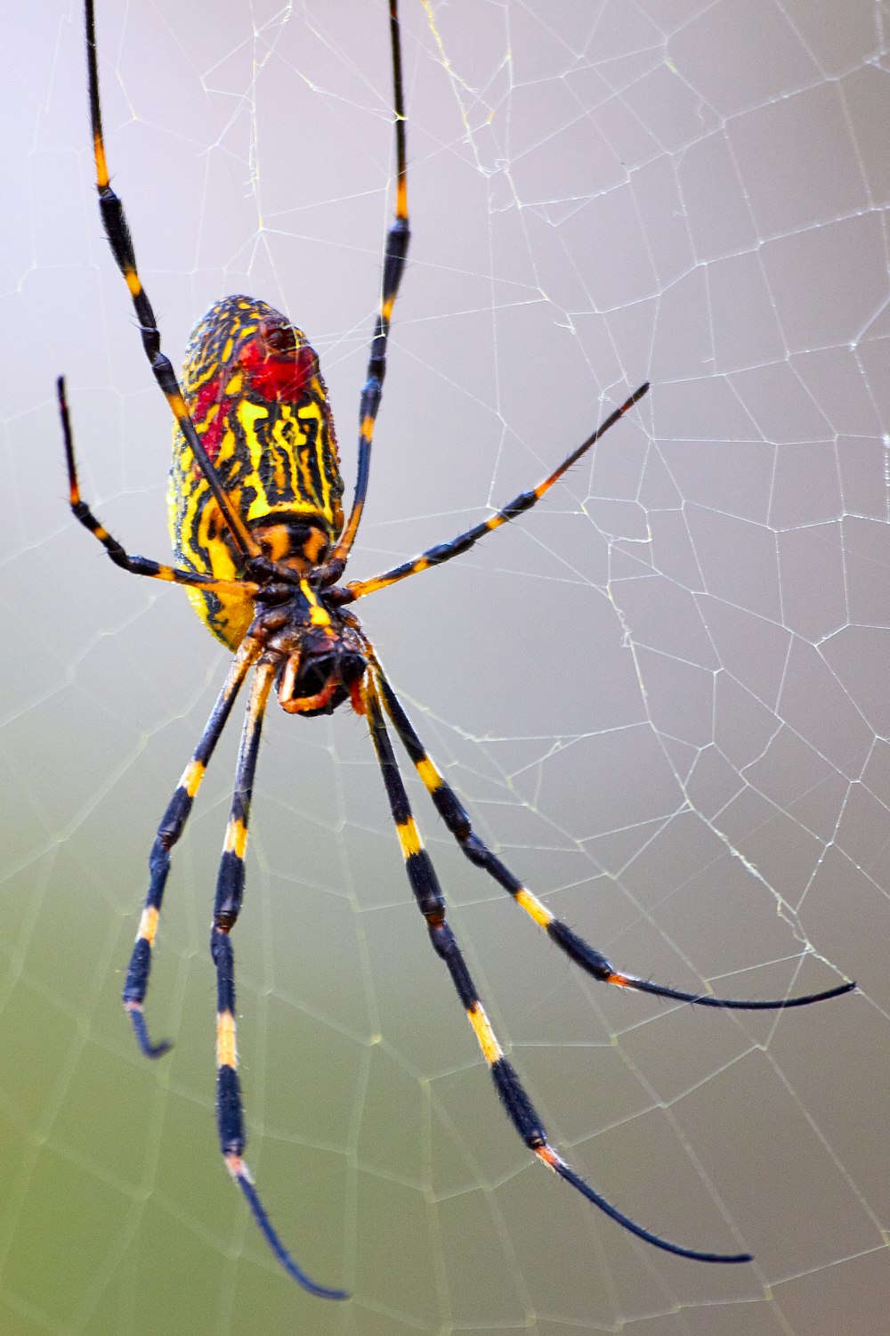 yellow and black spider