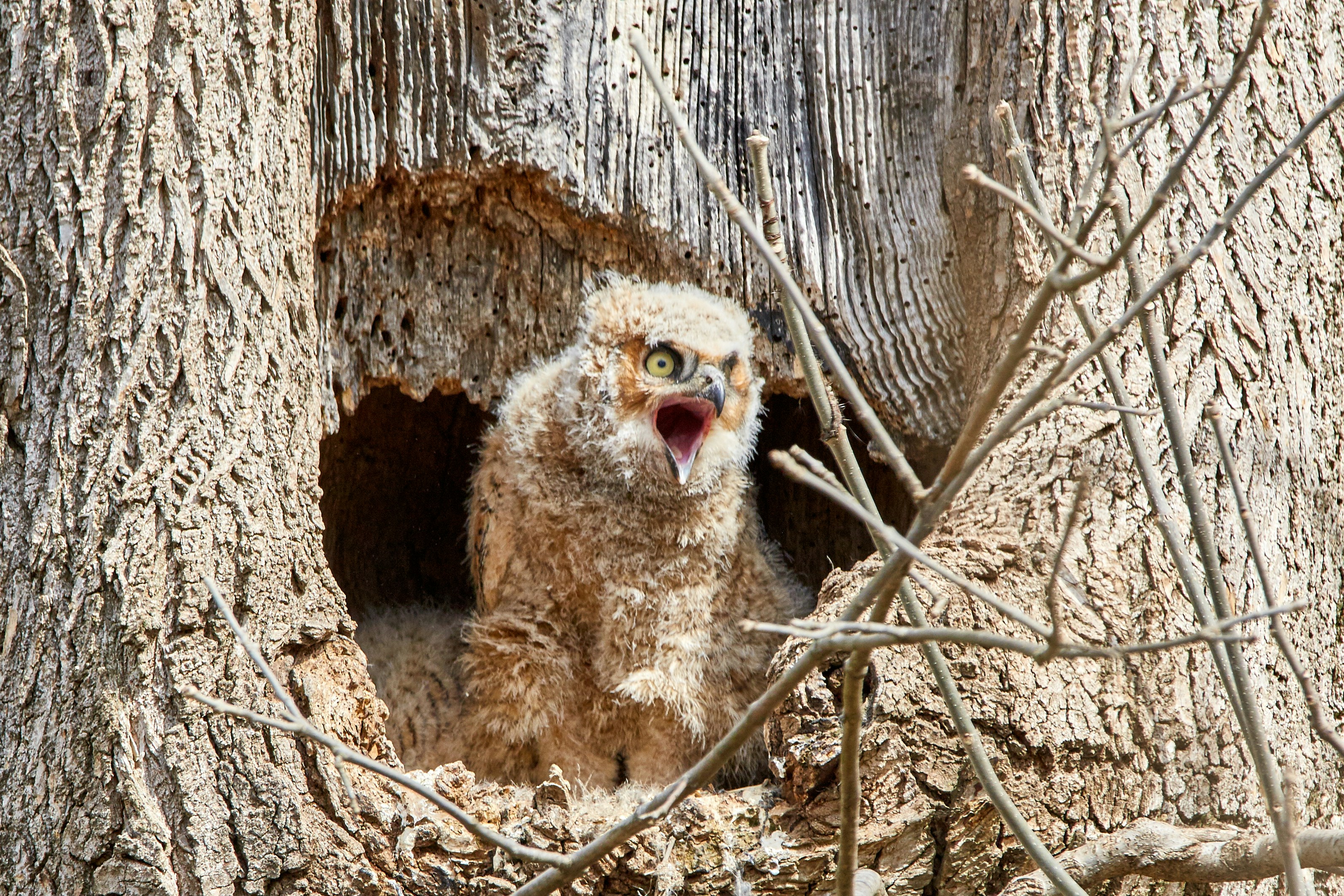 Baby owl getting up from a sleep. Looks like its yelling though.