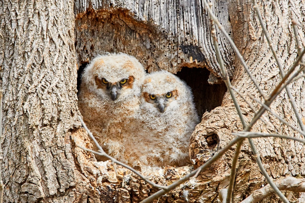 closeup photo of two brown owls in tree burrow