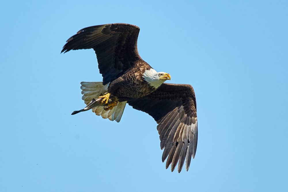 flying bald eagle