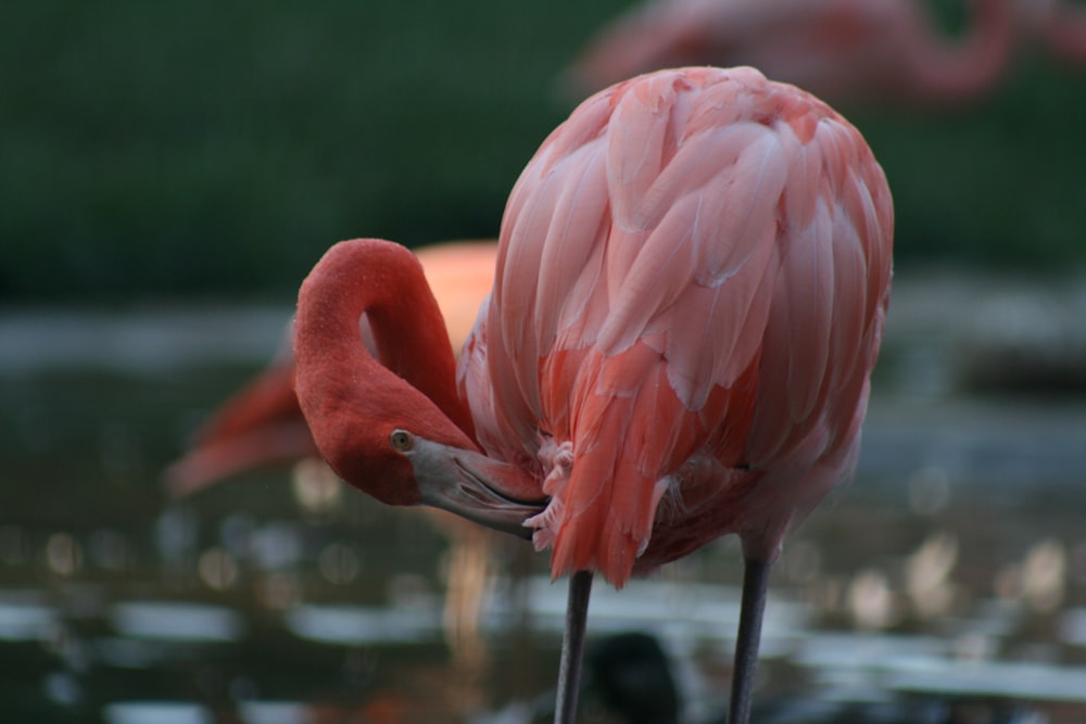 pink flamingo touching its own leg with beak