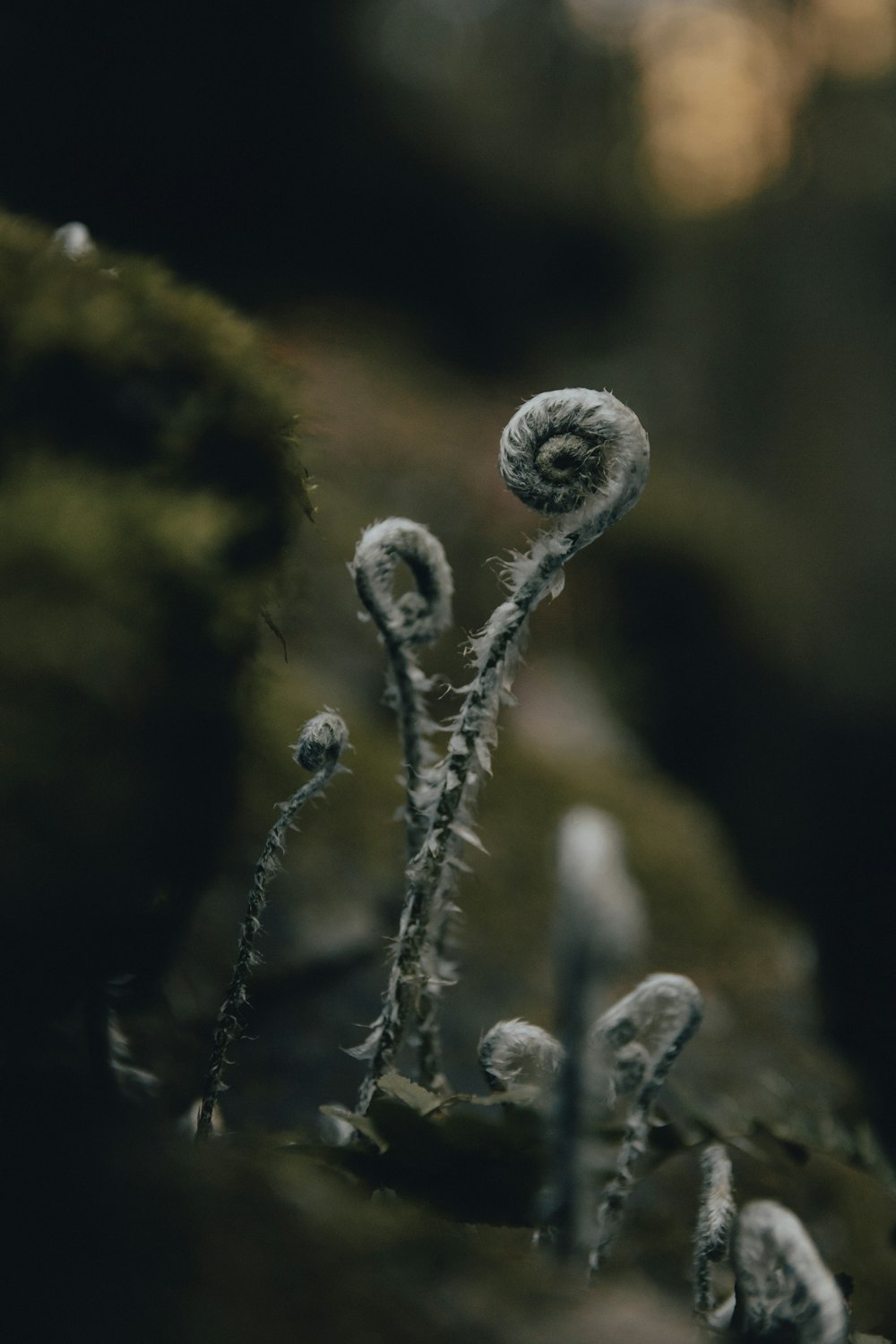 white and black plant photo