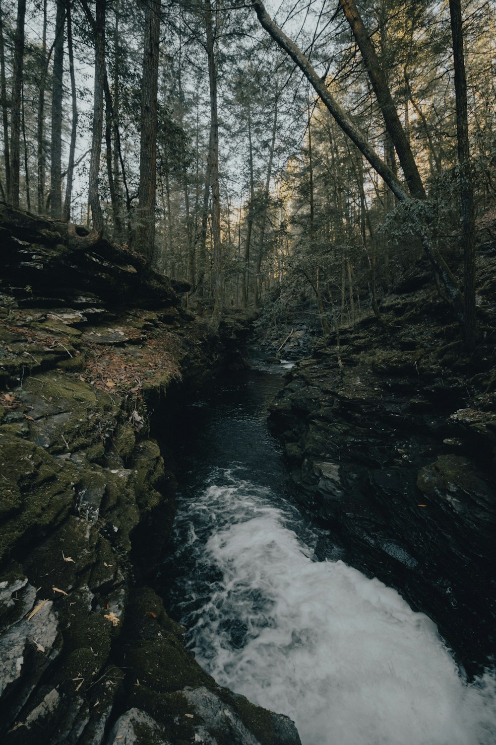 landscape photography of forest and river